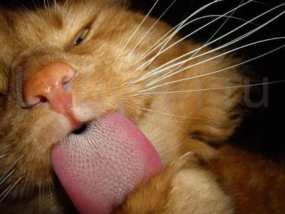 Щетка для меха